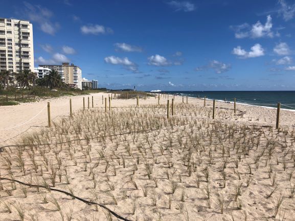 Dune in Pompano Beach, planted 03/2020